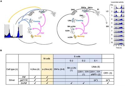 Uncovering the Roles of Clocks and Neural Transmission in the Resilience of Drosophila Circadian Network